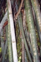 bamboo graffiti, Guilin China